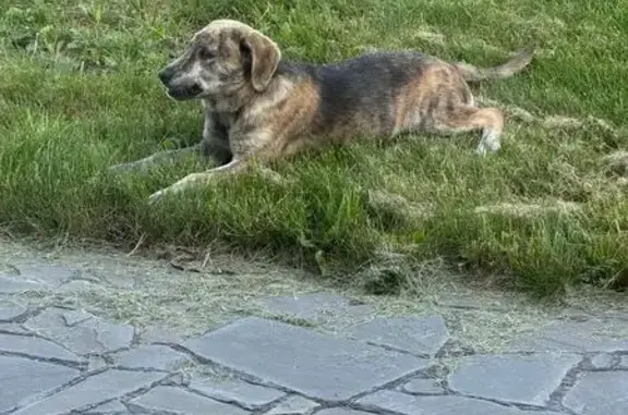 Найдена собака, Саблино, фото: Найдена собака, Шаблино, Тверская область