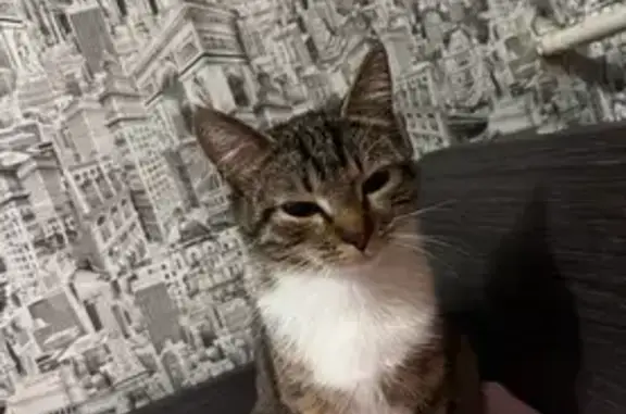 Пропала кошка на Зернова, 12, Саров