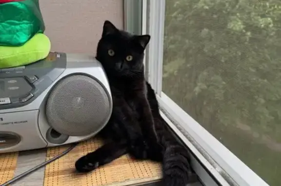 Кошки потеряшки, Тула, фото: Потеряшка кошка, Тула, ул. Кутузова, 15Б