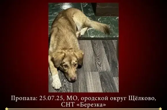 Пропала собака, Фрязино, МО