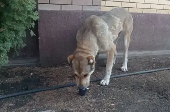 Найдена собака, Усть-Джегута, фото: Собака найдена: Курортная 181Б, Усть-Джегута