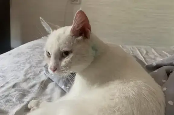 Белая кошка найдена на Оловозаводской, 14