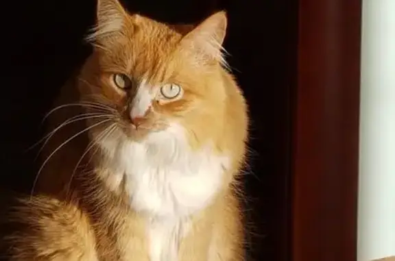 Кошки потеряшки, Алексеевка, фото: Потеряшка кошка, Центральная ул. 60/1