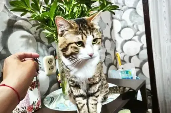 Пропала кошка, ул. 67 лет Октября, 1