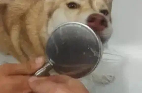 Собака найдена: ул. Дальняя 4/1, Краснодар