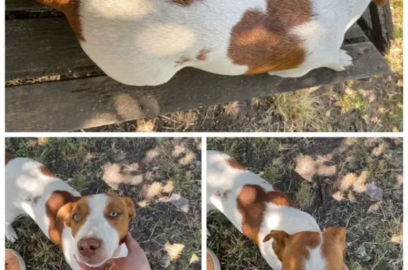 Найденные животные Михайловск, фото: Найдена собака, Советский пер., 1/3, Михайловск