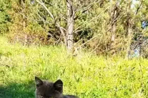 Потерянные животные Анжеро-Судженск, фото: Пропала кошка, Мурманская ул., Анжеро-Судженск