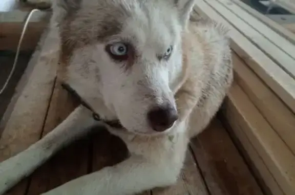 Хаски найдена: ул. Степана Разина, 27А