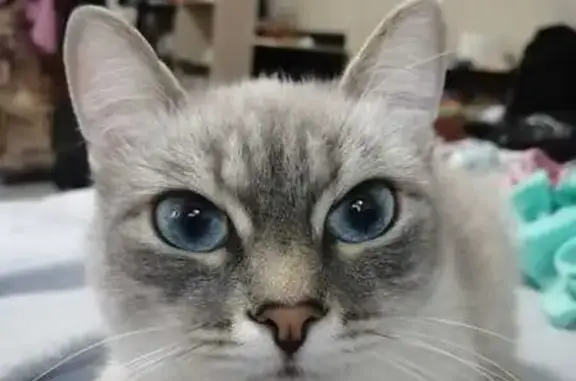 Кошки потеряшки, Томск, фото: Потеряшка кошка, пр. Ленина 212А, Томск