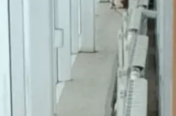 Кошка найдена, ул. Победы, Екатеринбург