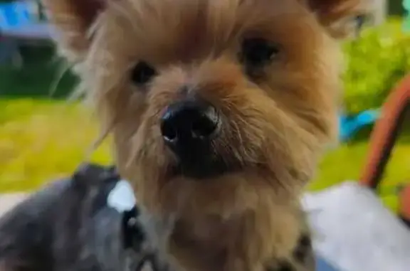 Собаки потеряшки, , фото: Потеряшка собака в Боровице, Кировская обл.