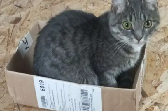 Кошки потеряшки, Челябинская область, фото: Потеряшка кошка, Златоуст, Челябинская обл.