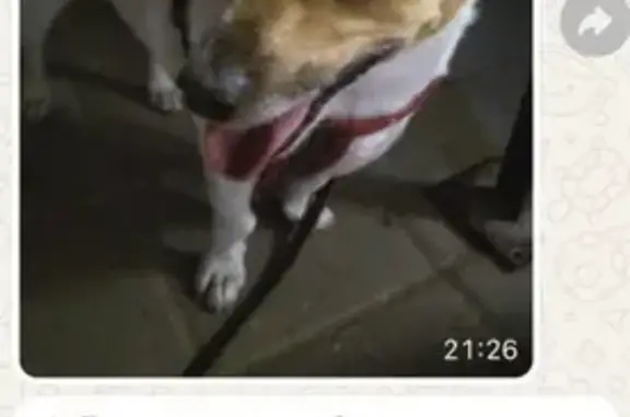 Найдена собака, Новороссийск, фото: Найдена собака, ул. Советов 18, Новороссийск