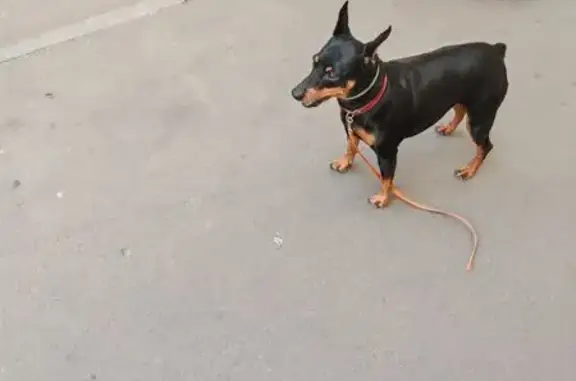 Найдена собака, Москва, фото: Собака бегает у МФЦ, Дубнинская 40А к3