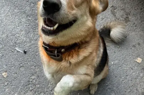 Собака найдена, ул. Белинского 5, Волгоград