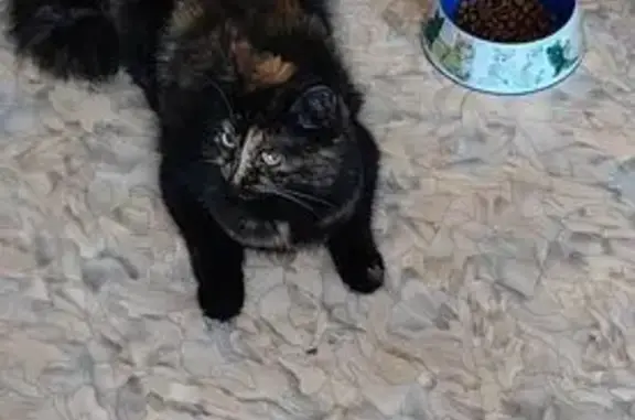 Найдена кошка, Владивосток, фото: Кошка найдена на Южно-Уральской, 24