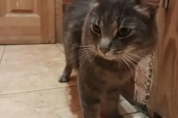 Найдена серая кошка, ул. Профсоюзов, 9