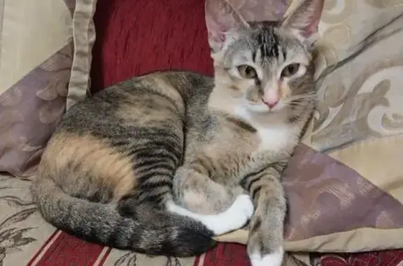 Кошки потеряшки, , фото: Потеряшка кошка, Ново-Чернушенский пер., 2