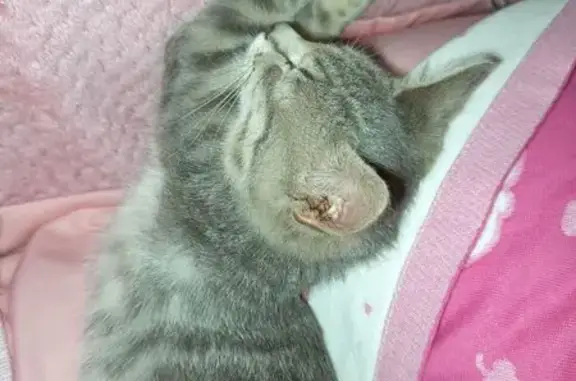 Пропала кошка, Молодёжная ул., Сотниково