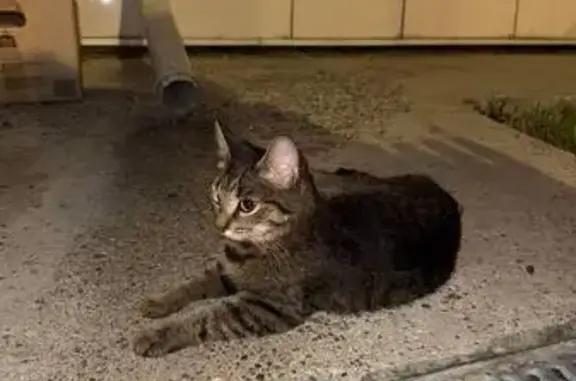 Кошка найдена: ул. Сибгата Хакима, 5А