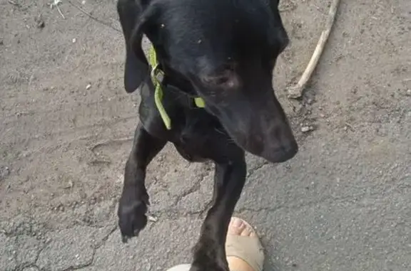 Найдена собака, Сызрань, фото: Найдена черная такса, Астраханская 39