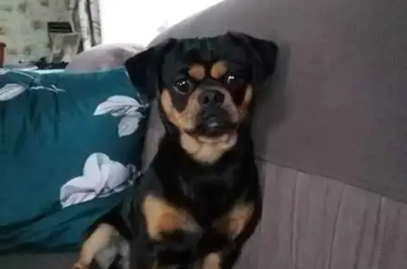 Собаки потеряшки, Нерчинск, фото: Потеряшка собака, Октябрьская 77Б, Нерчинск