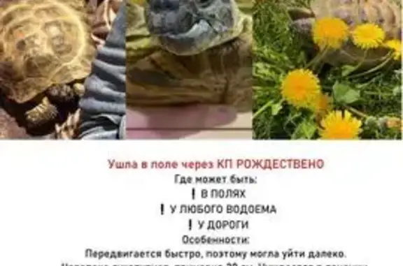 Пропала черепашка, 2-й Приволь...