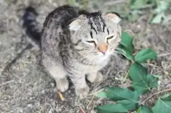 Кот найден на Чичерина 30, Оренбург