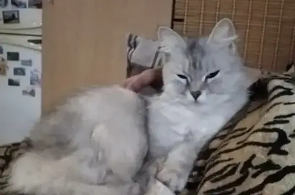 Пропала кошка, ул. Горбачёва 77, Ростов