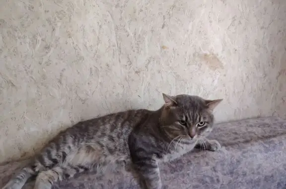 Кошки потеряшки, Беломорск, фото: Потеряшка кошка, Строительная 5, Беломорск