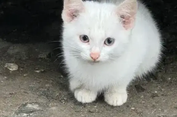 Объявления о пропавших и найденных животных, Ревда, фото: Котик найден: Луговая ул., 59 с7, Ревда