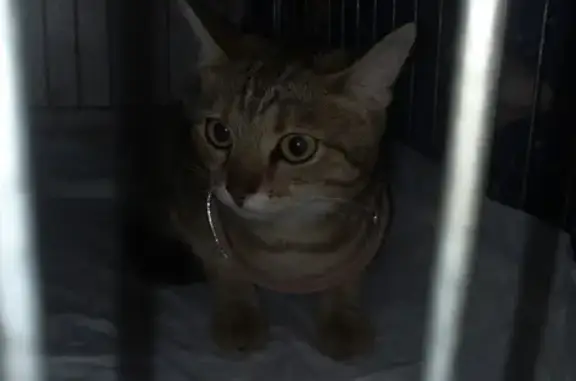 Найдена кошка, Ярославль, фото: Кошка найдена на Титова, 21, Ярославль