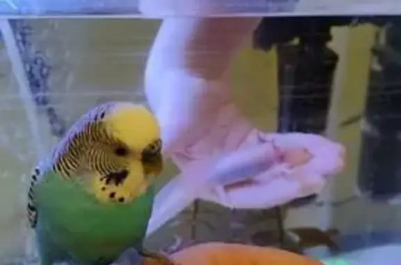 Пропал попугай, Нижнетемерницкий, Щепкино