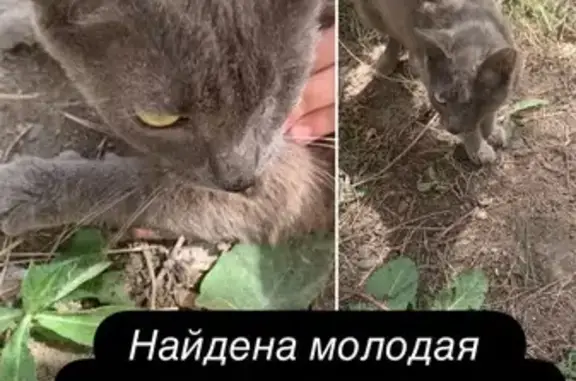 Кошка найдена, Комсомольский пр., 64Б, Томск