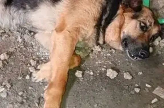 Собака найдена: Кемерово, Кемеровская обл.