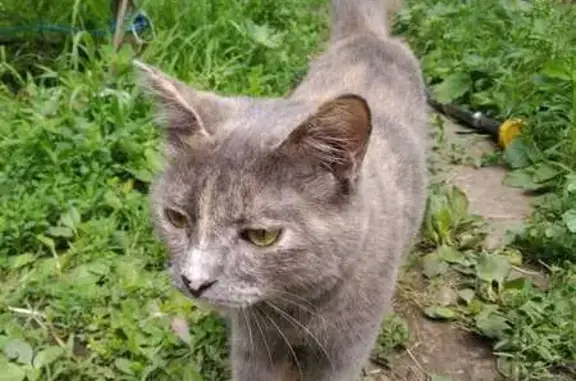 Кошки потеряшки, Балаково, фото: Потеряшка серая кошка, Киевская 106, Балаково