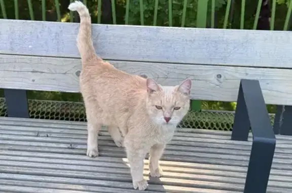 Кошка найдена: ул. Курынова, 11 к2, Казань