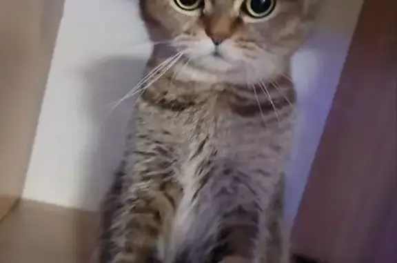 Кошки потеряшки, , фото: Потеряшка кошка, Приамурское, ЕАО