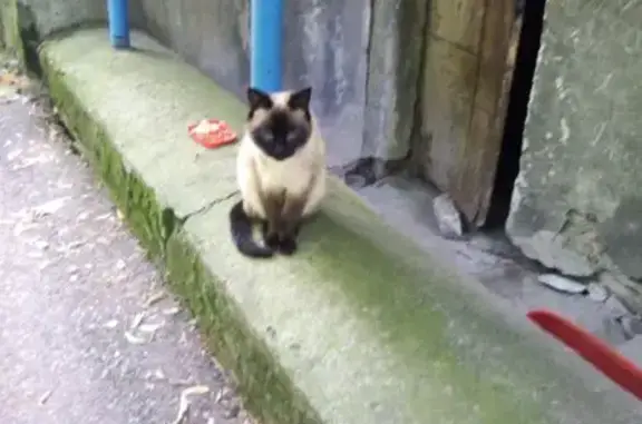 Найдена кошка, Пятигорск, фото: Кошка найдена: ул. Московская 94/1, Пятигорск