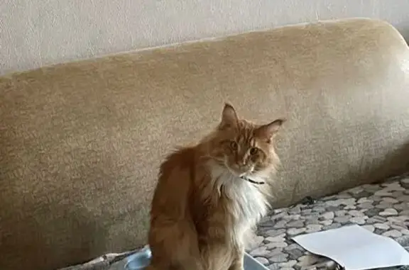 Кошки потеряшки, Димитровград, фото: Потеряшка кошка, Тухачевского 48, Димитровград