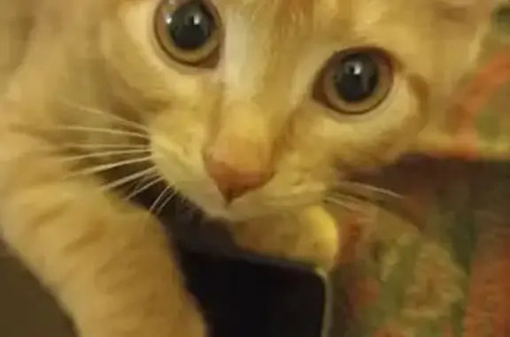 Кошки потеряшки, Воркута, фото: Потеряшка кошка на Суворова 14А, Воркута