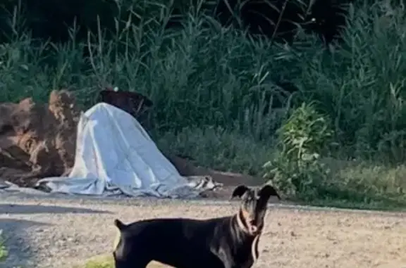 Доберман найдена, Мамаевская ул., Волгоград