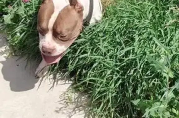 Собака найдена, Самара, Демократическая 45А