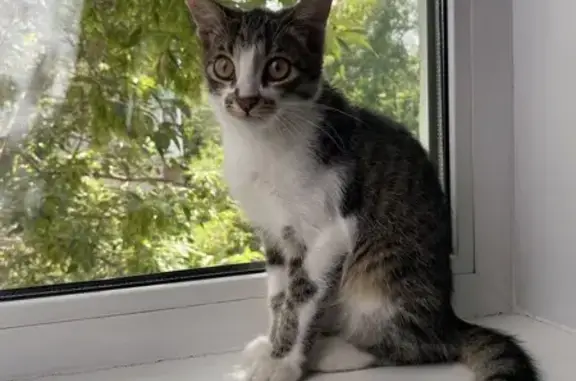 Кошка найдена: ул. Дьяконова 7к3, НН