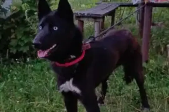 Найдена собака, , фото: Собака найдена в Котово — Домовицы