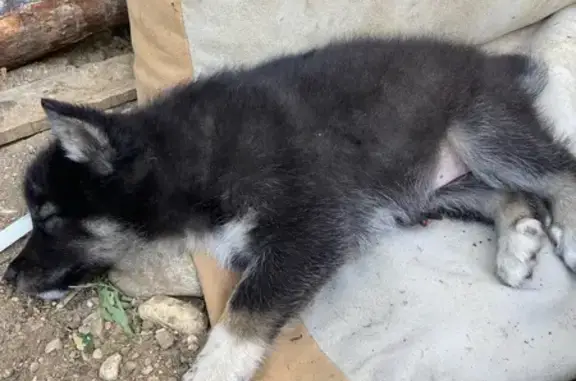 Пропала собака, Клубный пер., 6, Няндома