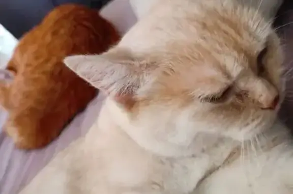Пропала кошка, СНТ Озон, участок 24