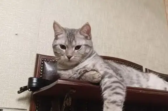 Кошки потеряшки, Нелидово, фото: Потеряшка кошка, ул. Куйбышева, 16, Нелидово