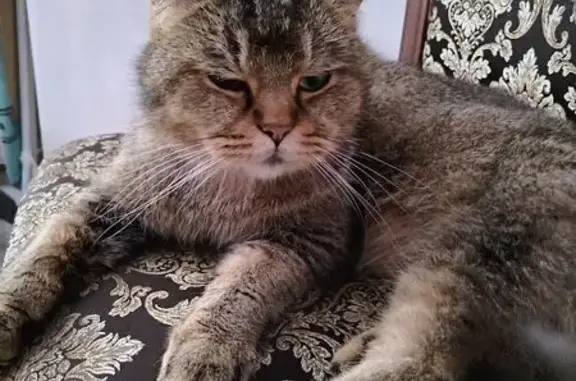 Кошка найдена: Судоремонтная 2, Вологда