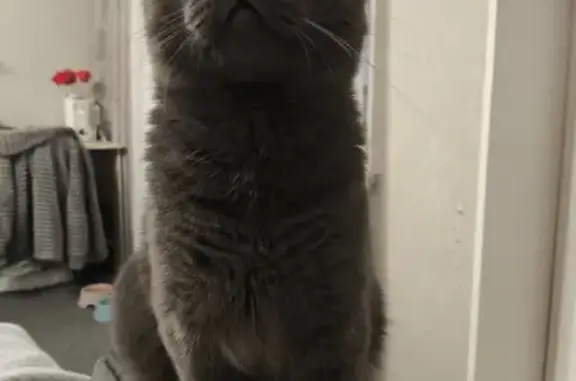 Кошки потеряшки, Санкт-Петербург, фото: Потеряшка кот, Купчинская ул., 9 к1, СПб